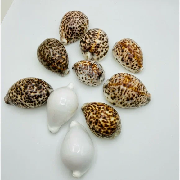 10 Cowrie Tiger & White Sea Shells approximately 2” to 3” or Turtle Shells - Picture 5 of 11